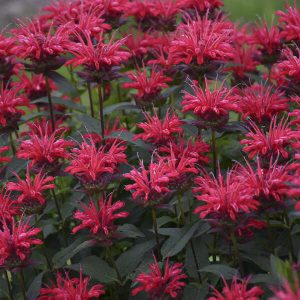Monarda 'Panorama Red'