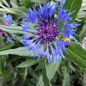 Centaurea 'Montana'