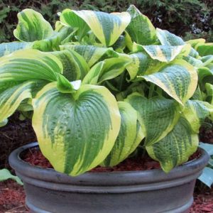 Montana Aureomarginata, Hosta