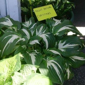 Night Before Christmas, Hosta