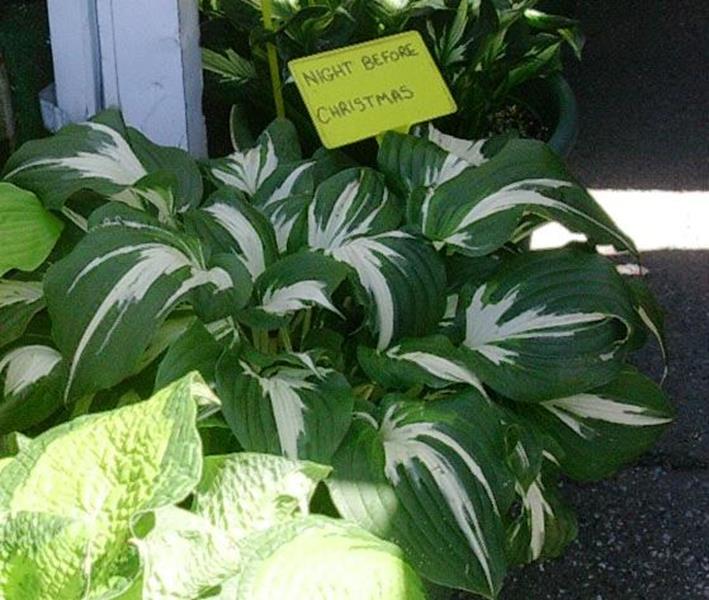 Night Before Christmas, Hosta