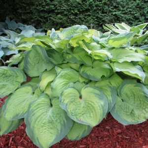 Old Glory, Hosta