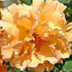 Rosa (Climbing) 'Golden Olymp'