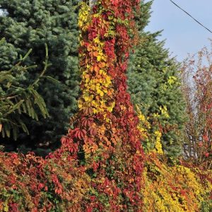 Parthenocissus 'Quinquefolia Veitchii'