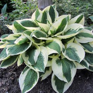 Patriot, Hosta