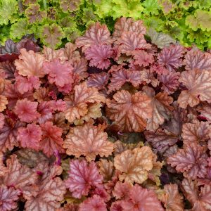 Heuchera 'Peachberry Ice'