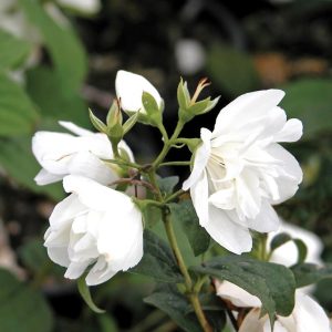Philadelphus 'Snowbelle'