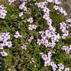Phlox Subulata 'Coral Eye'