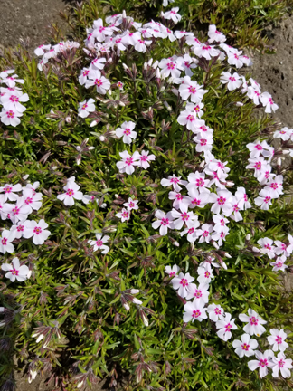 Phlox Subulata 'Coral Eye'