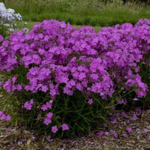 Phlox paniculata 'Opening Act Ultrapink'