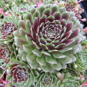 Sempervivum 'Piloseum'