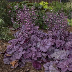 Heuchera 'Pink Panther'
