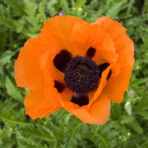 Poppy 'Prince of Orange'