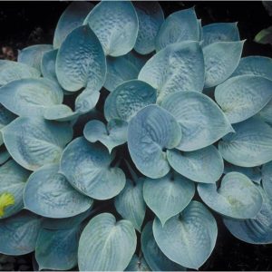 Prairie Sky, Hosta
