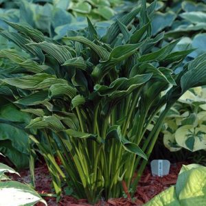 Praying Hands, Hosta