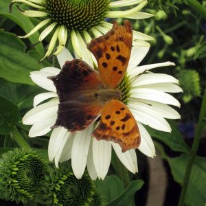 Echinacea 'Primadonna White'