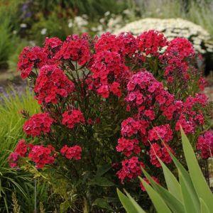 Phlox paniculata 'Red Riding Hood'