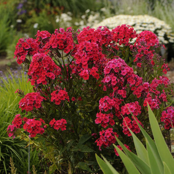 Phlox paniculata 'Red Riding Hood'
