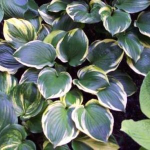 Reflections, Hosta