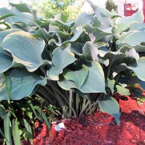 Regal Splendor, Hosta