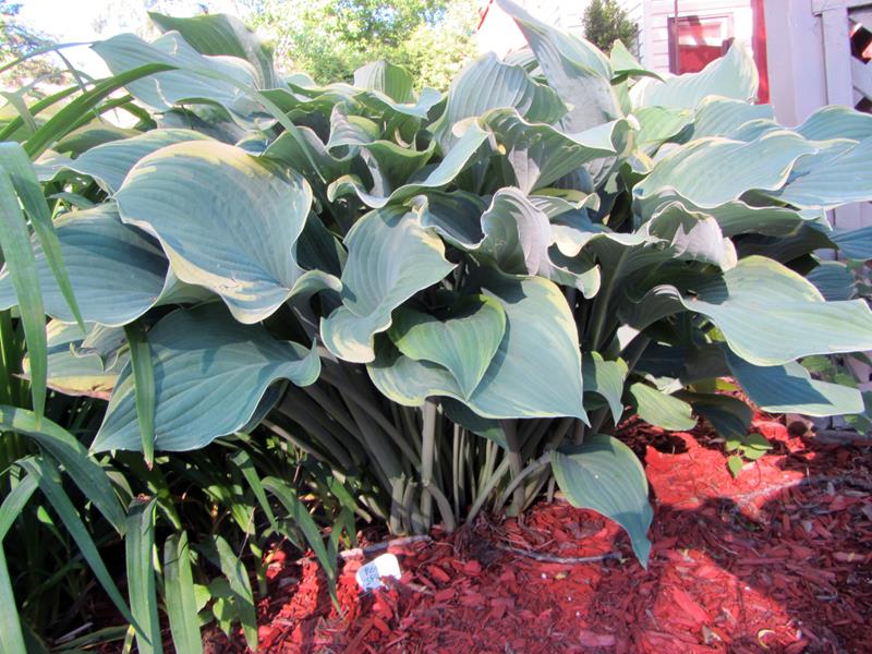 Regal Splendor, Hosta