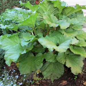 Rhubarb 'Victoria'