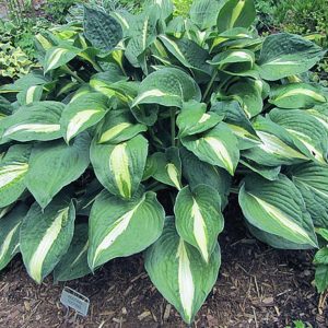 Rootin Tootin, Hosta
