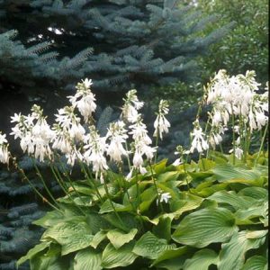 Royal Standard, Hosta