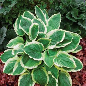Royal Wedding, Hosta