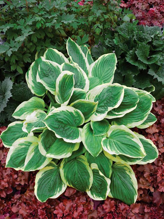 Royal Wedding, Hosta