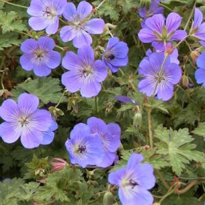Geranium 'Rozanne'