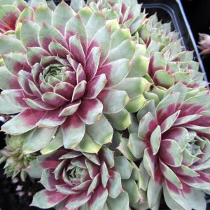 Hens and Chicks 'Ruby Heart'