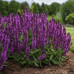 Salvia 'Bumbleberry'