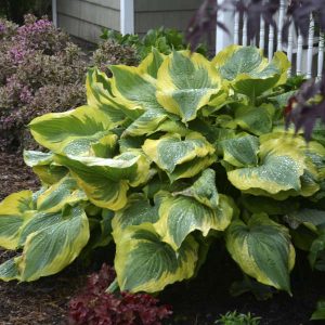 Seducer, Hosta