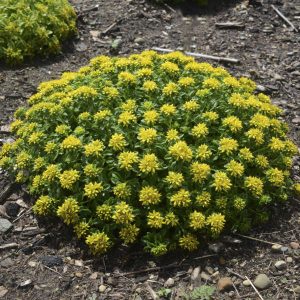 Sedum 'Little Miss Sunshine'