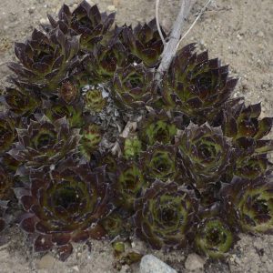 Sempervivum 'Black'
