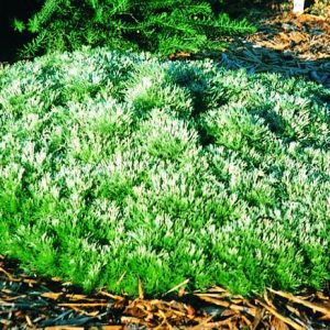 Artemisia 'Silver Mound'