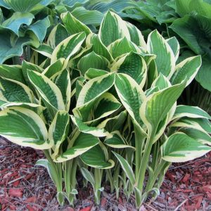 Silver Star, Hosta