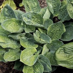 Smokey Mountains, Hosta