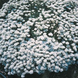 Iberis 'White Out'