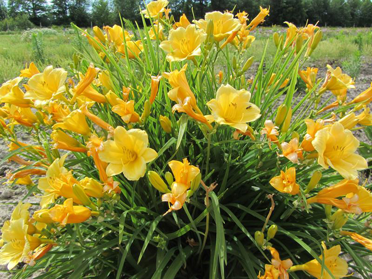 Hemerocallis 'Stella D'oro'