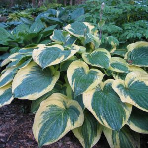 Strawberry Surprise, Hosta