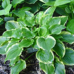 Sugar And Spice, Hosta