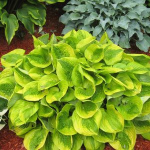 Summer Breeze, Hosta