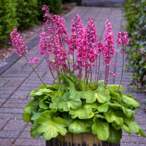 Heuchera 'Timeless Glow'
