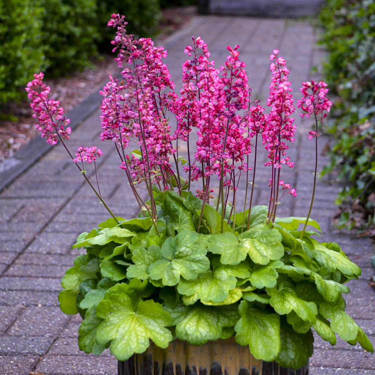 Heuchera 'Timeless Glow'