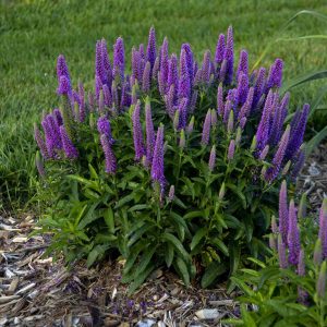 Veronica 'Purple Illusion'