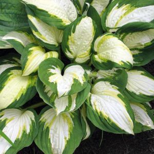 Vulcan, Hosta