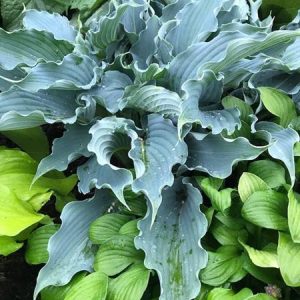 Waterslide, Hosta