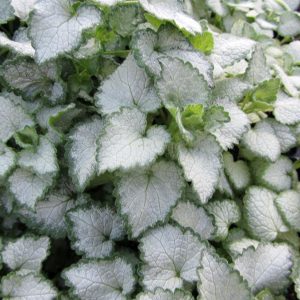 Lamium 'White Nancy'